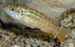  , -,   (Melanochromis joanjohnsonae, Melanochromis exasperatus, Melanochromis textilis), S