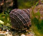 Улитка-водорослеед астрея тюрбановая (Astrea snail), M 