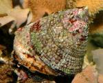 -  (Trochus niloticus, Tectus niloticus, Rochia niloticus), M