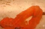    (Synapta maculata), M