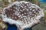   (Turbinaria sp.), L