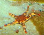   (Iconaster longimanus), M