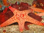    (Fromia monilis), M