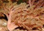  (Alcyonium sp.), M