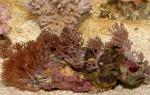,   (Anthelia sp.), M