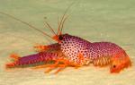    (Enoplometopus occidentalis), M