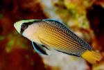   (Pseudochromis splendens), M