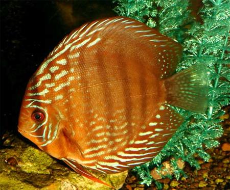 Дискус туркис красный (Symphysodon aequifasciatus var.), M