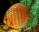    (Symphysodon aequifasciatus var.), M