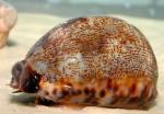  (Cypraea sp.), M