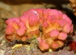  (Pocillopora sp.), M