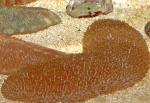  ,  (Polyphyllia talpina), L