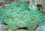   (Plerogyra sinuosa), L