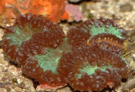 (Blastomussa sp.), M