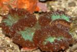  (Blastomussa sp.), M