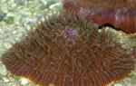 ,   (Fungia sp.), M