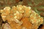  (Merulina sp.), M