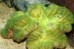  (Lobophyllia sp.), M