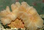 Немензофиллия турбида, Лисий коралл (Nemenzophyllia turbida), M