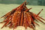     (Eucidaris tribuloides), M
