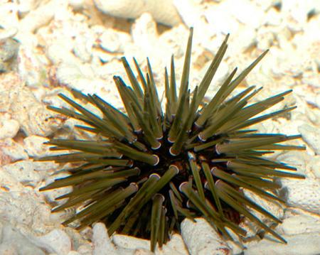   (Echinometra sp.), M