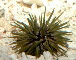   (Echinometra sp.), M