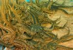-   (Ophiarachna incrassata), M