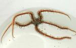 -  (Ophiomastix annulosa), M