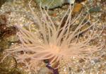 , " " (Ceriantharia Gen.sp.), S
