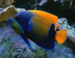   ,   (Pomacanthus navarchus, Euxiphipops navarchus), M