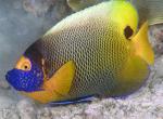  , ,   (Pomacanthus xanthometopon, Euxiphipops xanthometopon), M