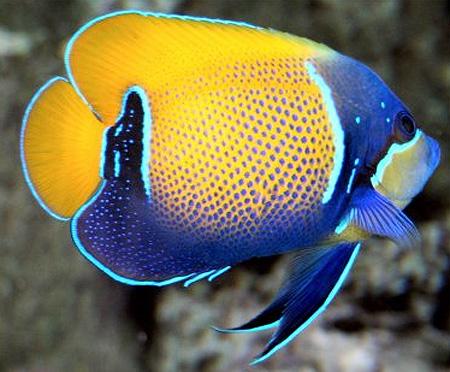 Euxiphipops Navarchus