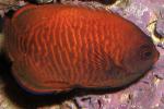  ,  ,   (Centropyge aurantia), M