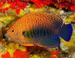   (Centropyge potteri), M