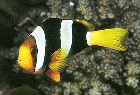    (Amphiprion clarkii), S