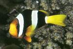    (Amphiprion clarkii), S