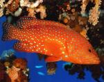 Групер красный коралловый, Групер пятнистый (Cephalopholis miniata), M