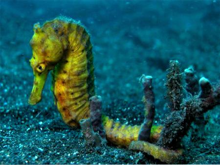  ,   (Hippocampus kuda), M