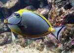  , -  (Naso lituratus), L