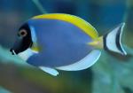   ,   (Acanthurus leucosternon), L