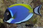   ,   (Acanthurus leucosternon), S