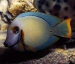  ,   (Acanthurus pyroferus), M