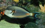   (Acanthurus sohal), M