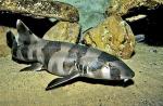    (Chiloscyllium punctatum), M