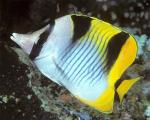  ,  (Chaetodon falcula), M