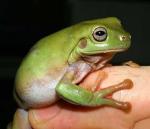   ,  (Litoria caerulea), B M