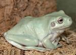   ,  (Litoria caerulea), B L 