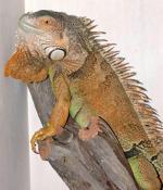  ,   (Iguana iguana), M