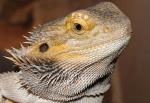   (Pogona vitticeps), XL