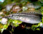   (Macrognathus aculeatus), S